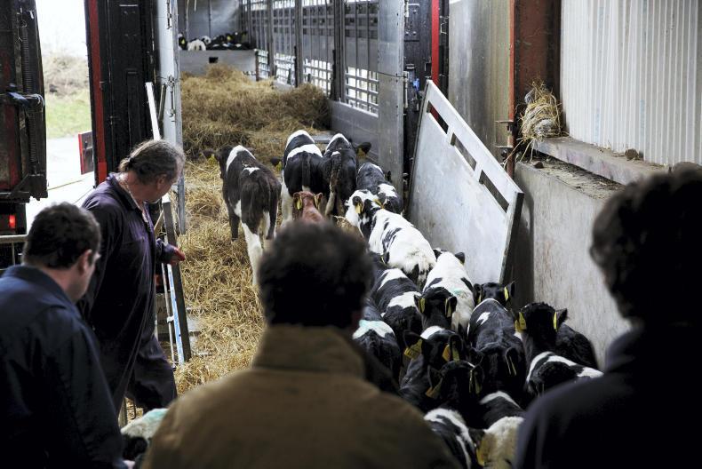 In pictures: exporting calves from Ireland to the Netherlands