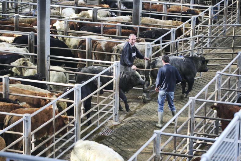 Marts move to cut injury risk from moving cattle