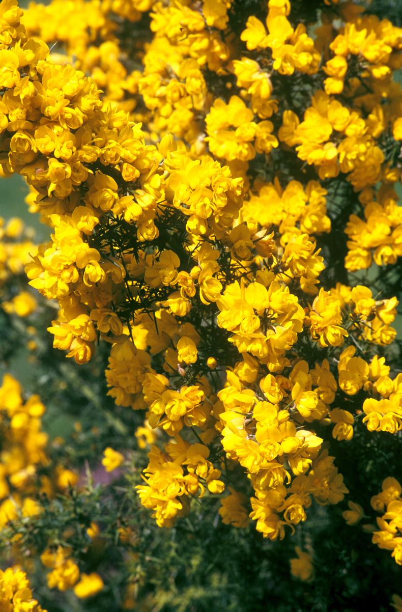 Gardening: Gorgeous gorse                