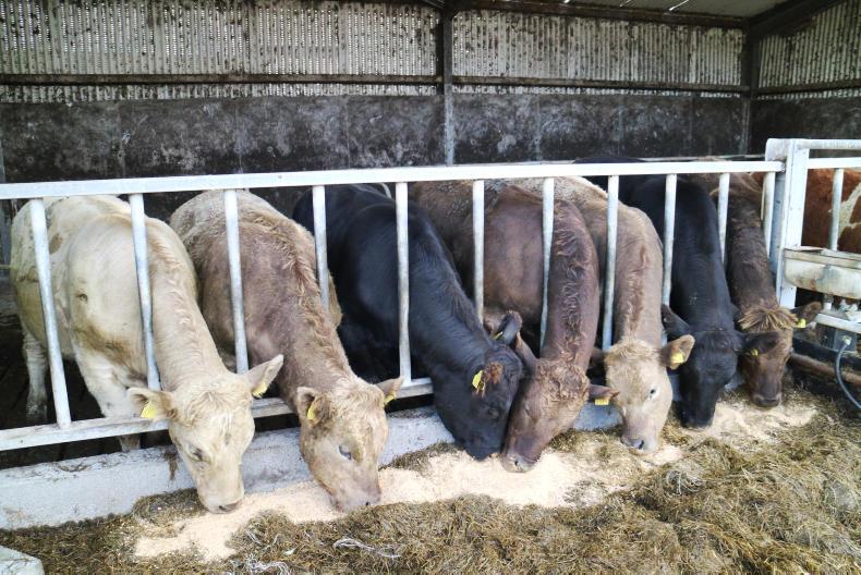 Acidosis: usually caused by an overload of grain