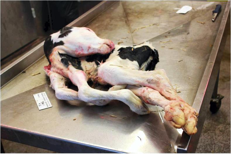 Farmers fear Schmallenberg spread after spike in cases