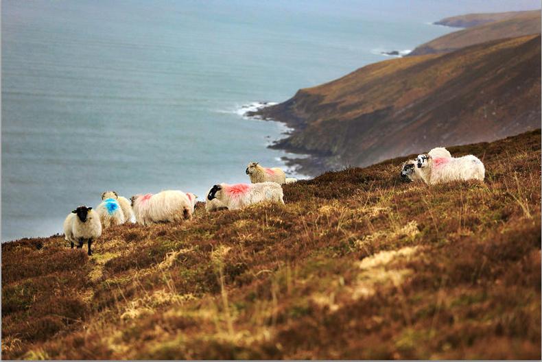 Electronic sheep tagging a 'solo run' by the Department – INHFA