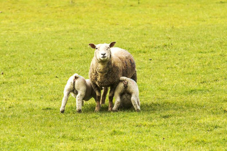 Sheep killed and taken in dead of night              