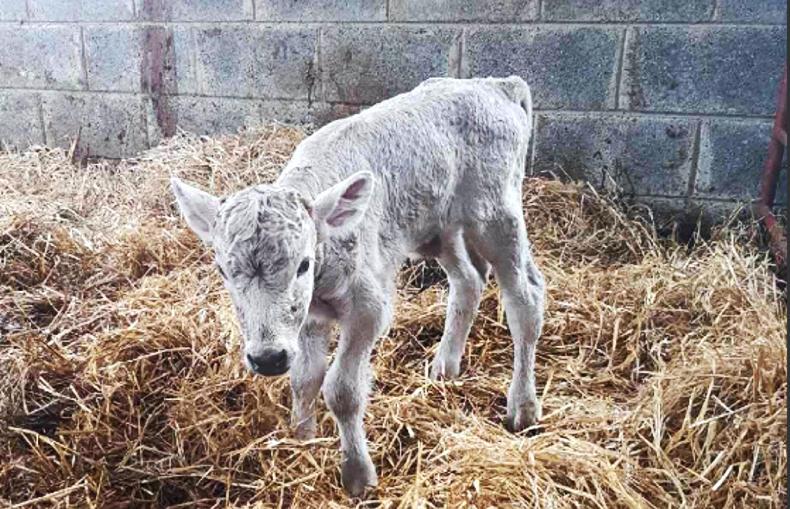 Could this be the smallest calf of 2018?