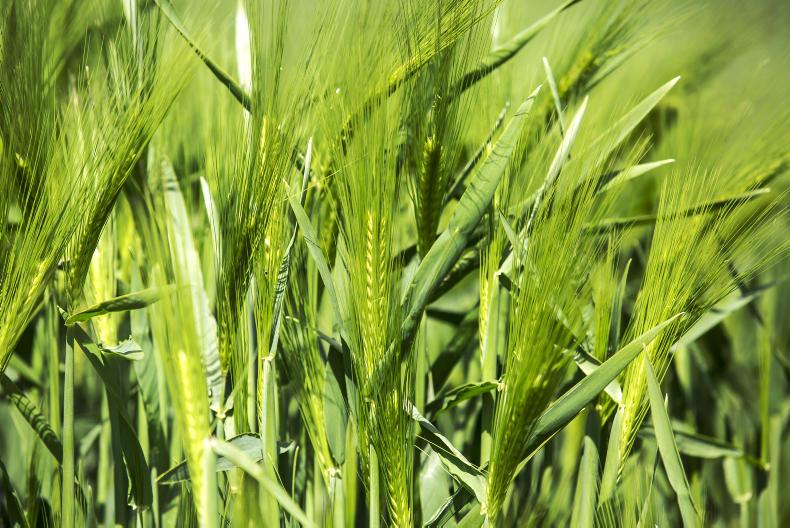 Spring barley aphicides and winter wheat T2s Premium