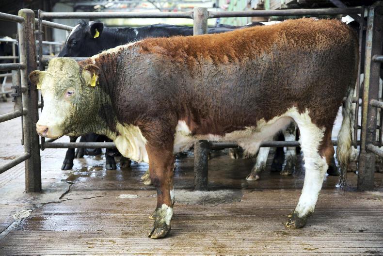 In pictures cull cow trade the talking point at Bandon 30 May 2018 Premium