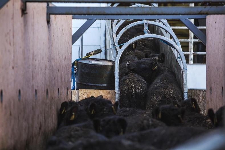 Exclusive: boost for live cattle exports 