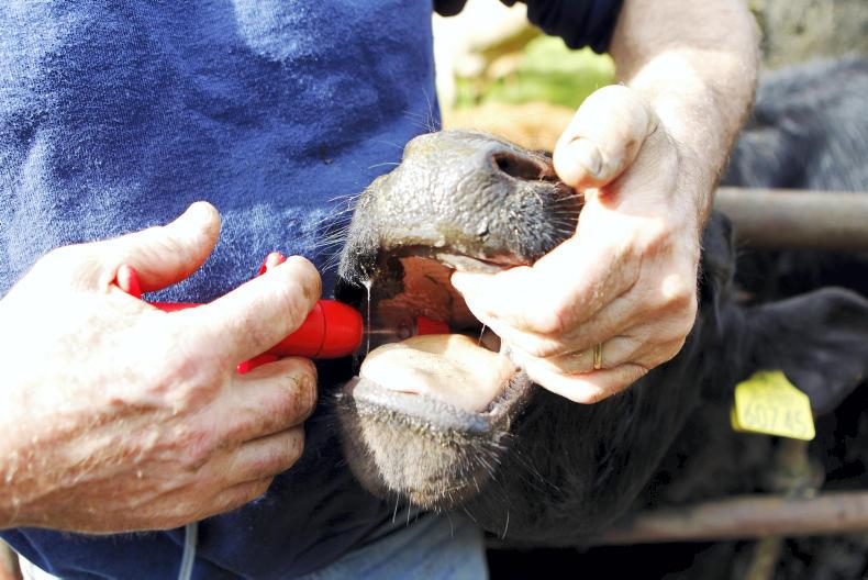 Beef top five tips: treating for worms