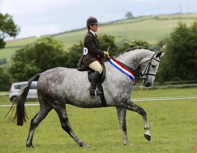 Homebreds shine to give Tierney a treble 