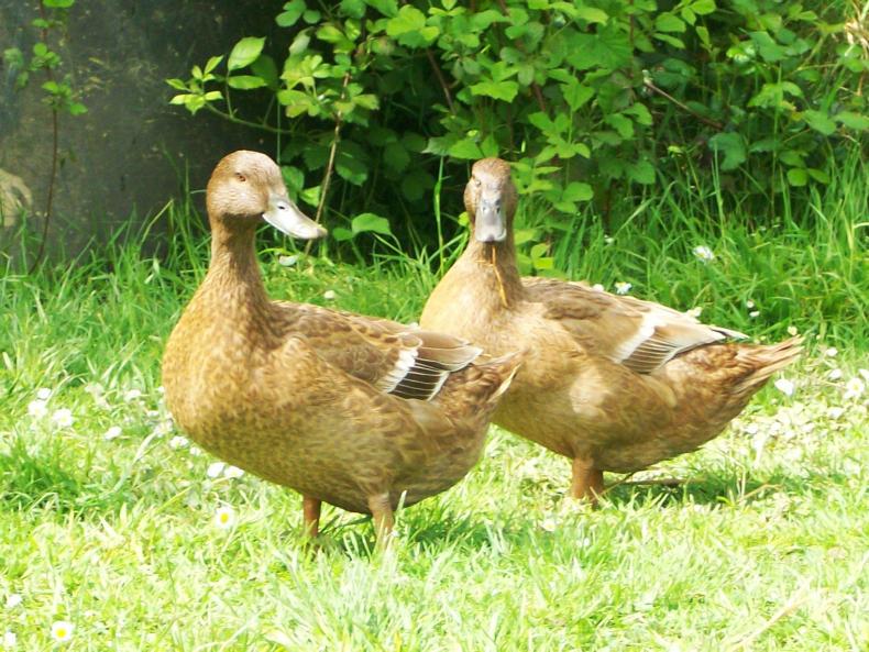 GIY: The ducks are back in town