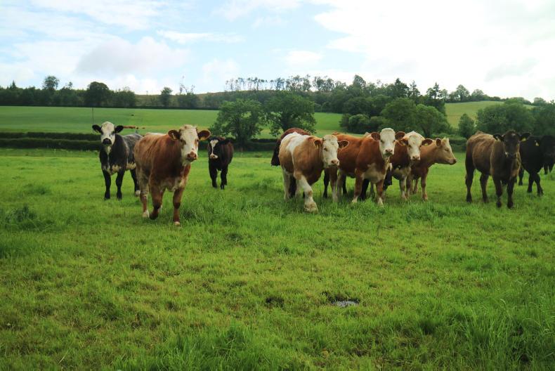 BETTER farm: winter feed the main focus in Westmeath 