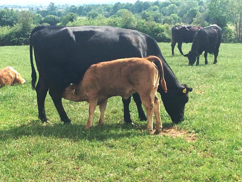 Praying to the rain gods on Tullamore Farm