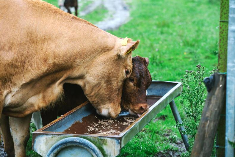 The farmer’s daily wrap new cattle movement rule and €500m for climate projects Free