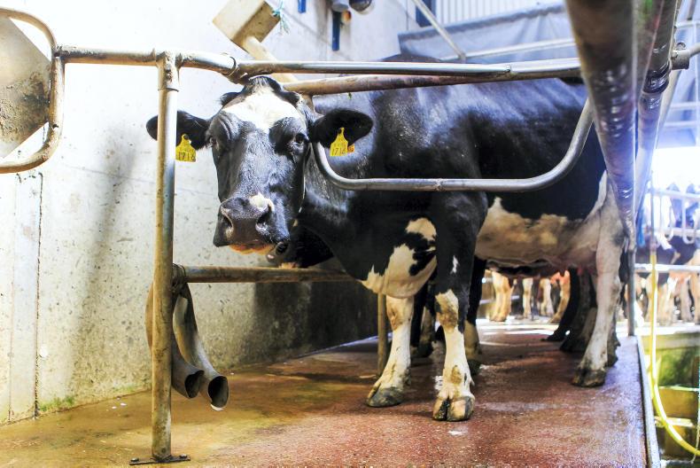 Skimmed milk powder production up 6% on last year