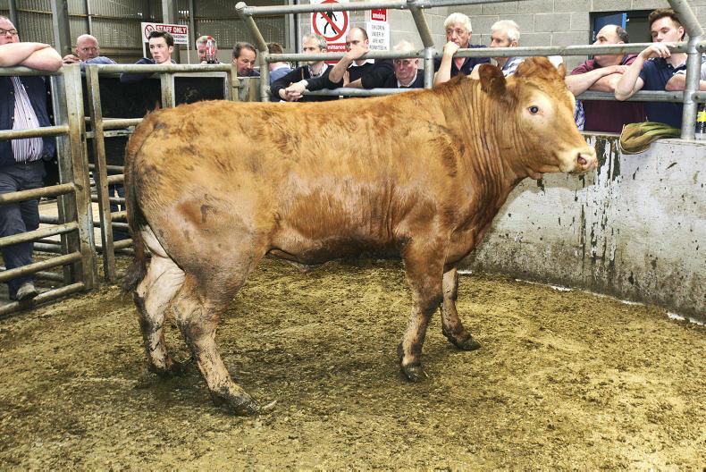 Cull cow prices up 28p/kg on last year Premium