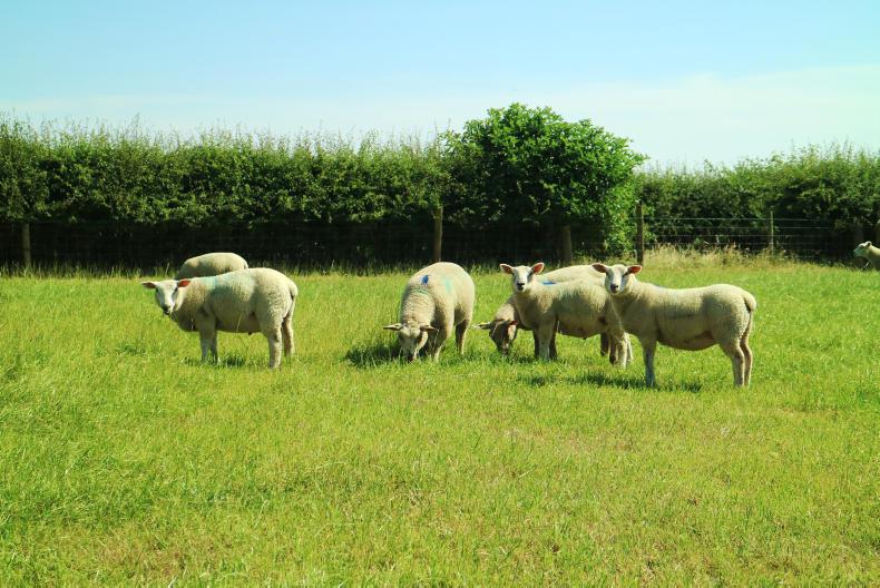 Grass supplies falling sharply in Athenry