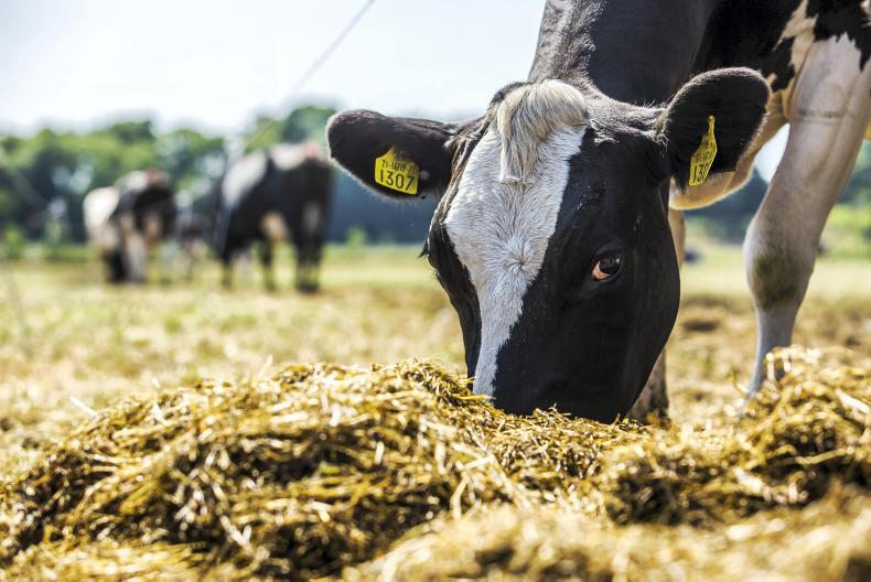 Vet's corner: heat issues causing stress for man and beast