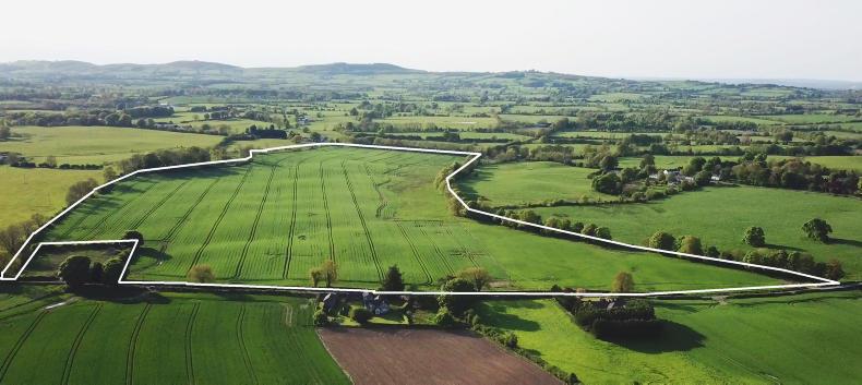 A peculiar auction room       