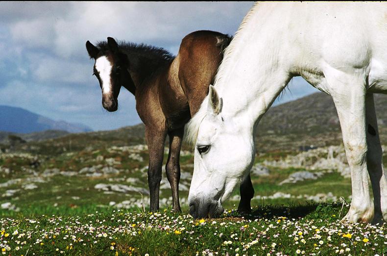 €10,000 sponsorship for Connemara Pony Group        