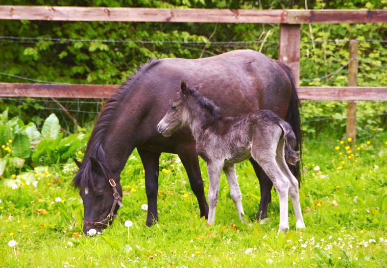 Kerry Bog Pony show heads for Offaly 
