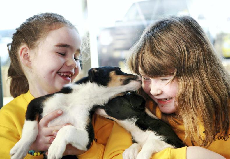 Backchat: Doggy detectives for a day