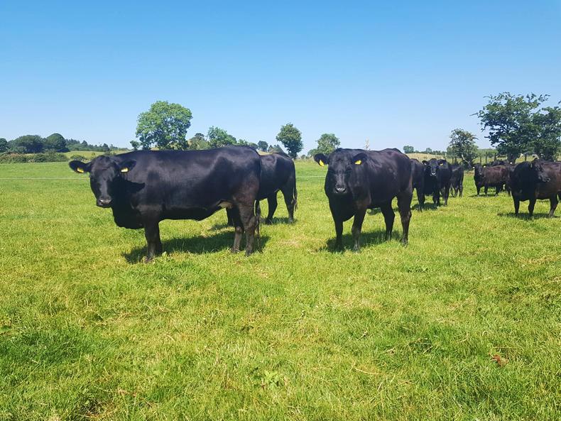 Availing of what we have within the farm gate 