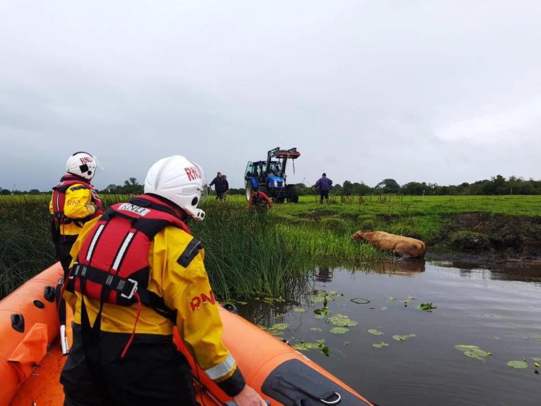 Watch: RNLI rescues cow stuck in the mud