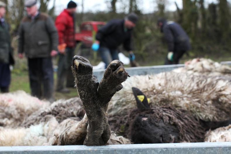 Down breeder speaks of 'pandemonium' after sheep killed by dogs