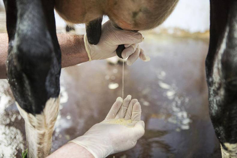New developments in antibiotic free mastitis treatments - 29 August 2018 Premium