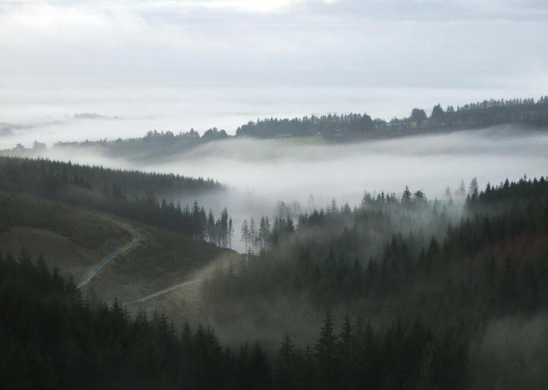 Tallest trees in Ireland reach 61.3m 05 September 2018 Premium