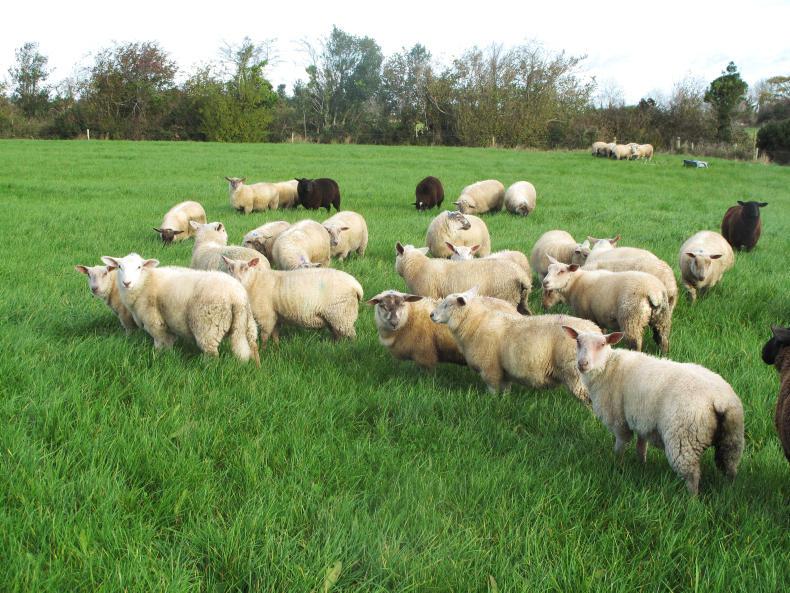 Sheep management store lamb budgets and grazing forage crops Premium