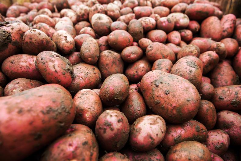 Ruling the roost in Carlow     