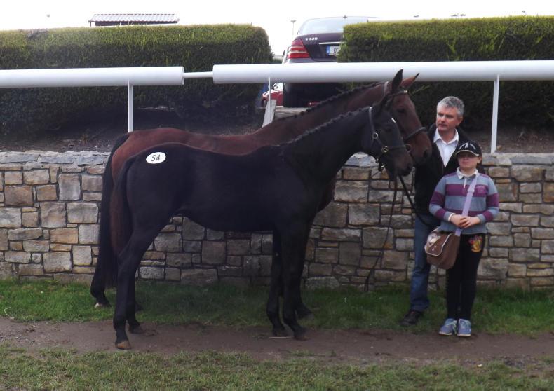 Sligo Candy Boy sires sale topper 10 October 2018 Premium