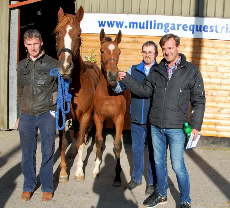 Indoctro filly the top lot at Mullingar           