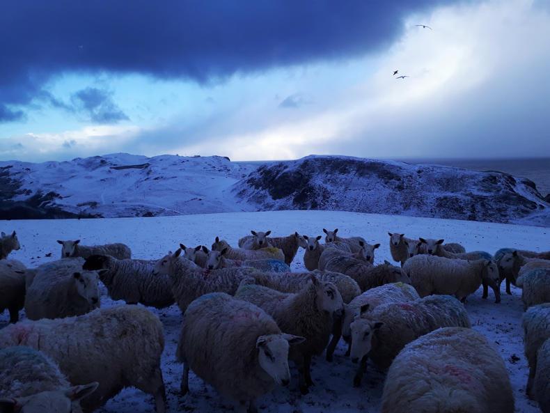 Ag census results betray impact of 2018’s poor weather