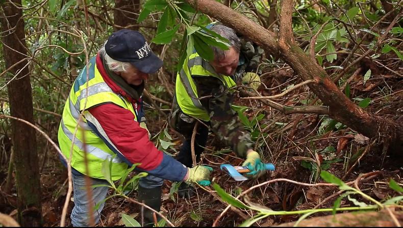 Killarney rhododendron cull  