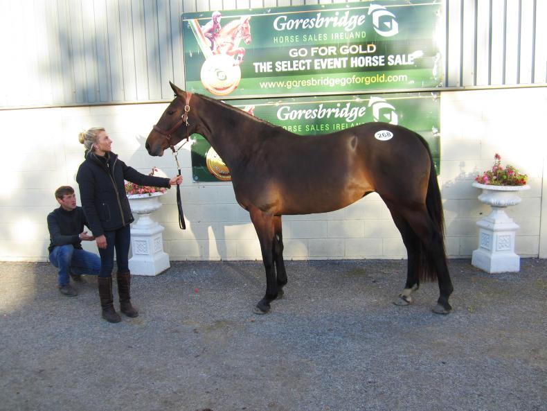 Cornascriebe Blue tops Goresbridge sport horse sale