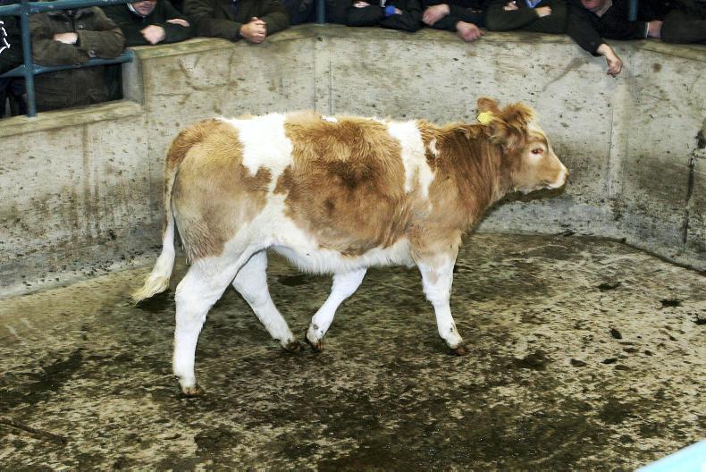 Camera at the mart forward stores in demand at Hilltown Premium