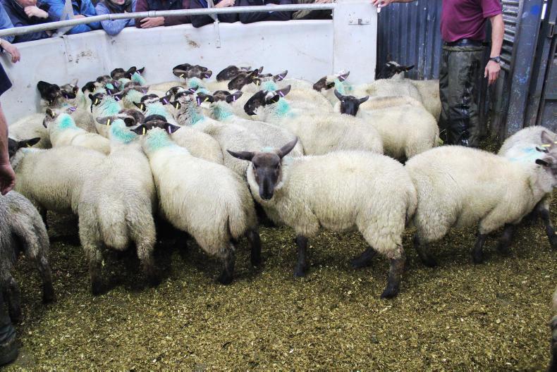 NI finished lamb prices rising slowly 31 October 2018 Premium