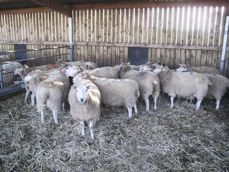 Assessing bedding options for sheep 