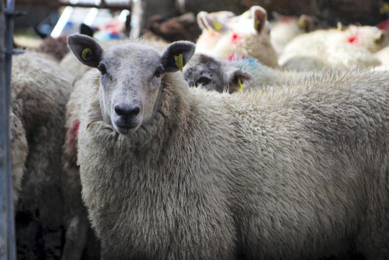 Sheep management finishing lambs and what to look out for in a ration