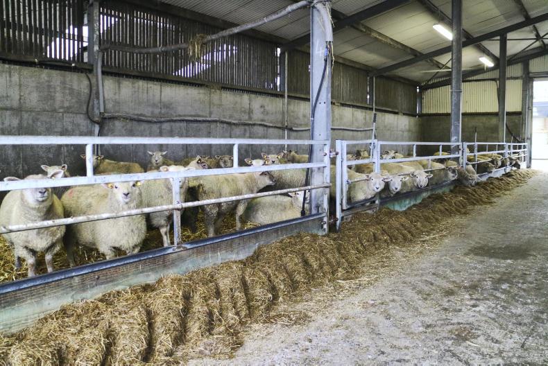 Finishing lambs indoors; the silage and meal supplementation option Premium