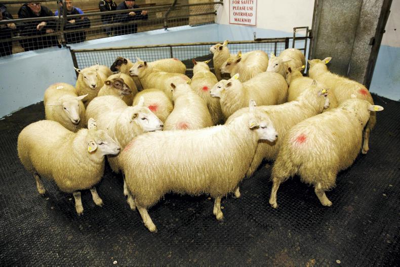 Lamb prices rise further 21 November 2018 Premium