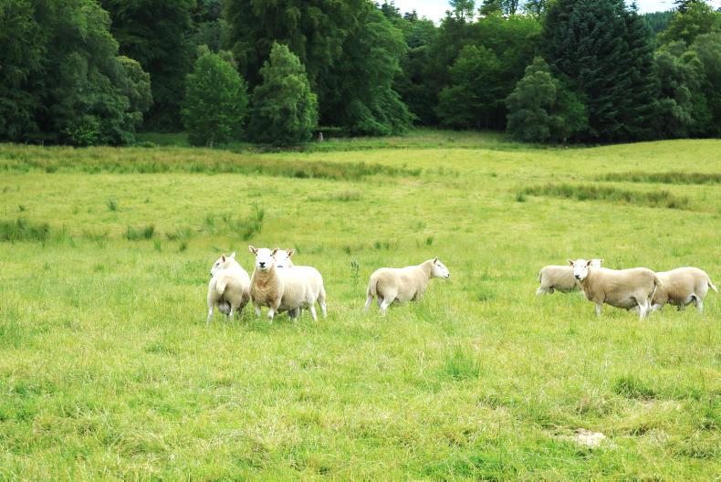 Views sought on livestock worrying