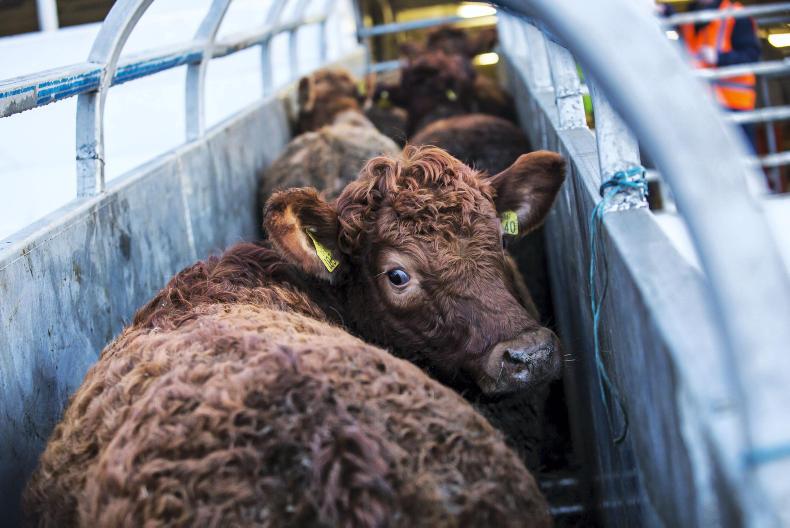 Live cattle exports start to recover Premium