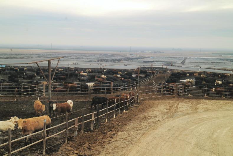 Four-month turnaround at fourth-largest feedlot in the USA 01 January 2019 Premium