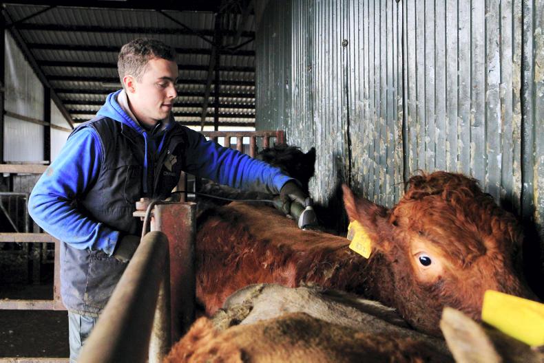Top 10 jobs for beef farmers over Christmas Premium