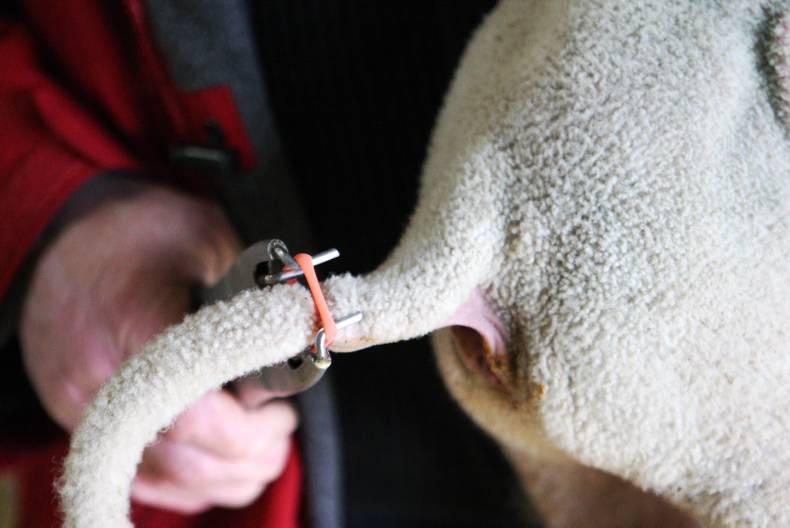 Tail docking: keeping it short and neat            