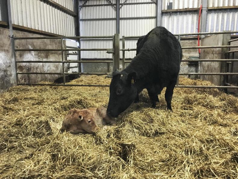 NI industry in talks with ICBF on genetic data