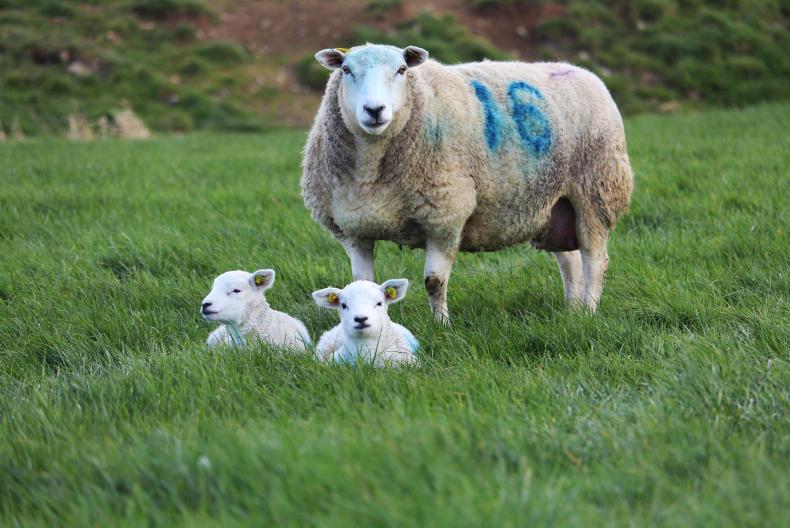 Is streptococcal joint ill on the rise in lambs? Premium